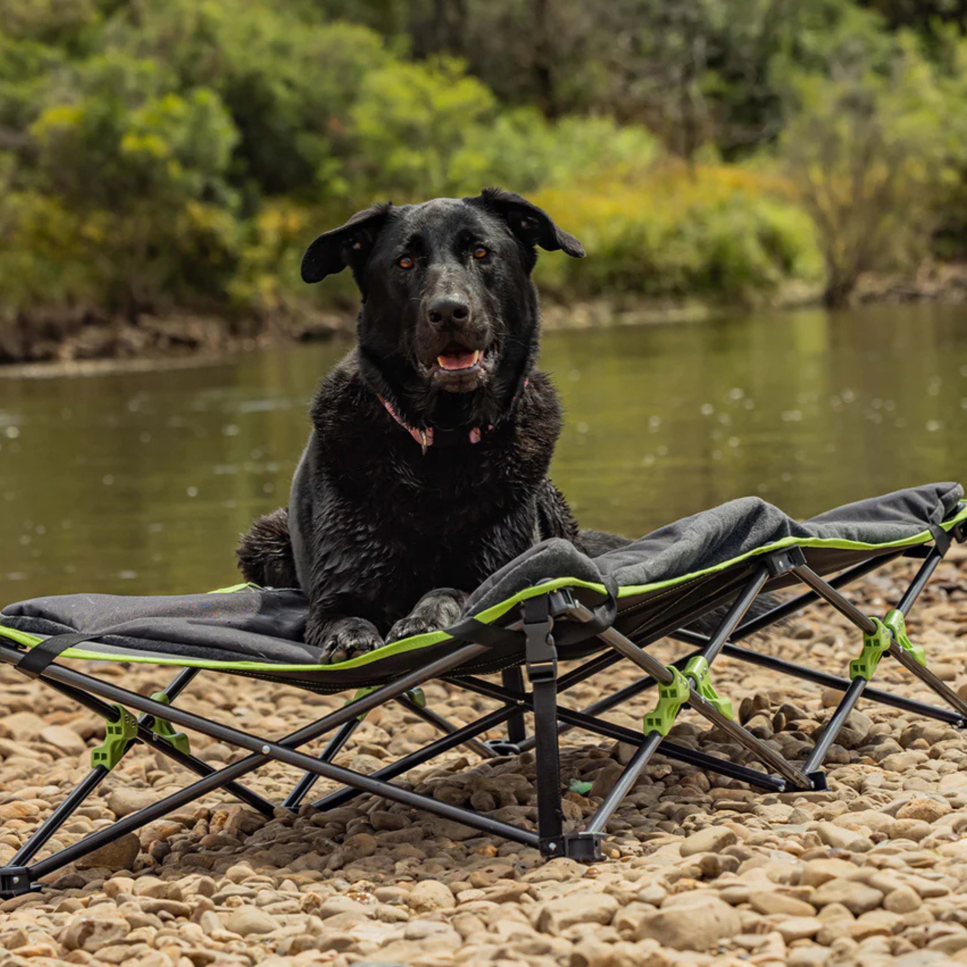 Quick Fold Pet Bed